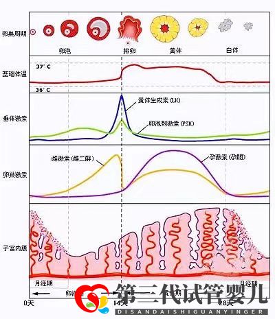 女性雌激素過高會降低試管移植成功率嗎？女性雌激素多還是少較好(圖2)