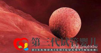 第三代試管最少要幾個(gè)囊胚才算穩(wěn)妥(圖2)