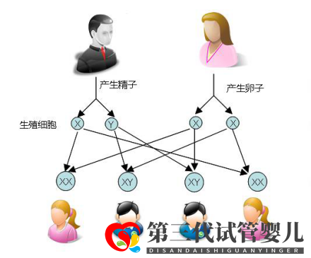 試管嬰兒可以做雙胞胎選性別嗎？(圖1)