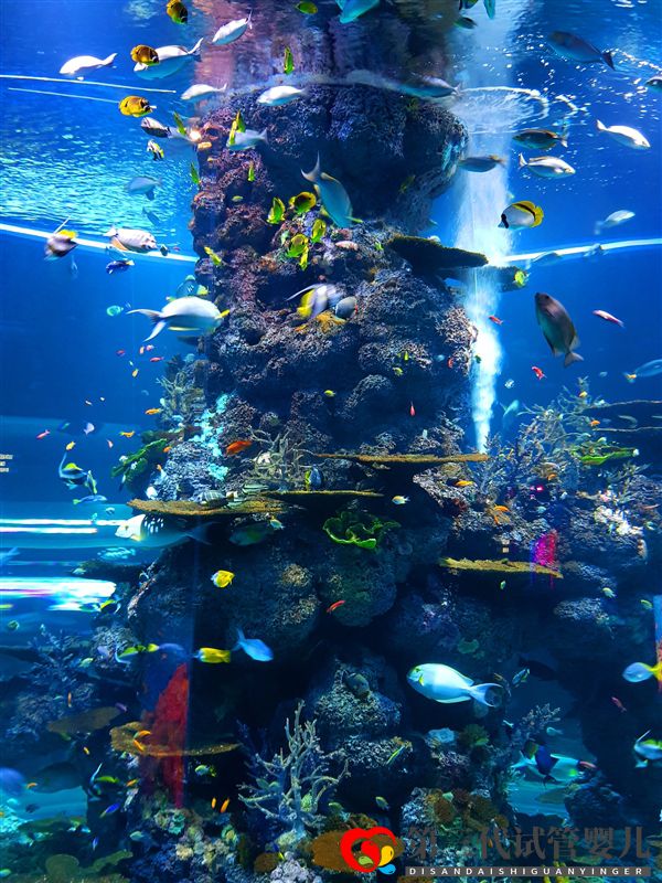 科學家首次揭示了藍頭魚是如何改變性別的(圖1) 科學家首次揭示了藍頭魚是如何改變性別的(圖1)