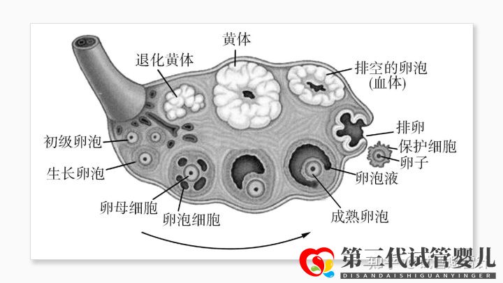 試管嬰兒費用大約多少 ——最全面的費用詳解(...(圖4) 試管嬰兒費用大約多少 ——最全面的費用詳解(...(圖4)
