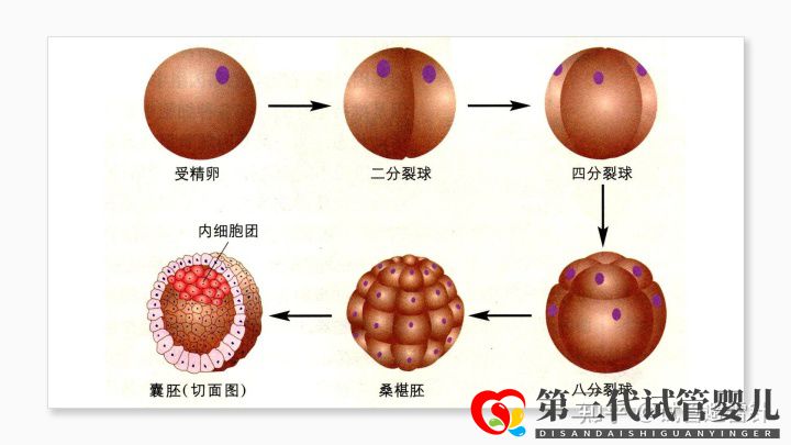 試管嬰兒費用大約多少 ——最全面的費用詳解(...(圖6) 試管嬰兒費用大約多少 ——最全面的費用詳解(...(圖6)