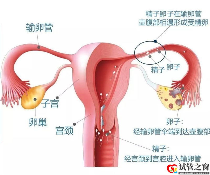 做試管嬰兒前,必須知道的6個真相(圖1) 做試管嬰兒前,必須知道的6個真相(圖1)