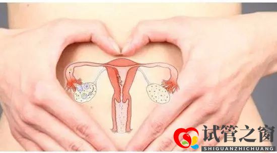 做試管嬰兒卵泡少能成功嗎？(圖1)