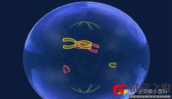 人工授精與試管嬰兒的區別在哪兒哪個成功率更大(圖3)