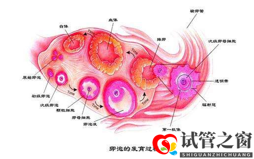 女性卵泡發育不良怎么做試管嬰兒(圖1)