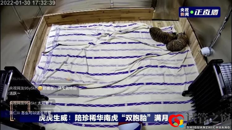 養一頭胖虎,你要花多少錢?(圖1) 養一頭胖虎,你要花多少錢?(圖1)