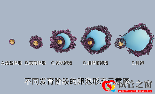 卵泡發育過程圖