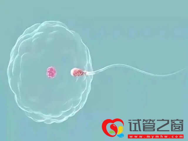 二代試管術(shù)前檢查到驗(yàn)孕大概需要多久時(shí)間?(圖2) 二代試管術(shù)前檢查到驗(yàn)孕的時(shí)間