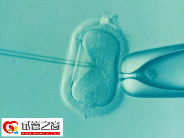 導致胚胎的發育慢的因素有很多