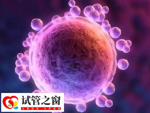 囊胚是體外發育5-6天的胚胎