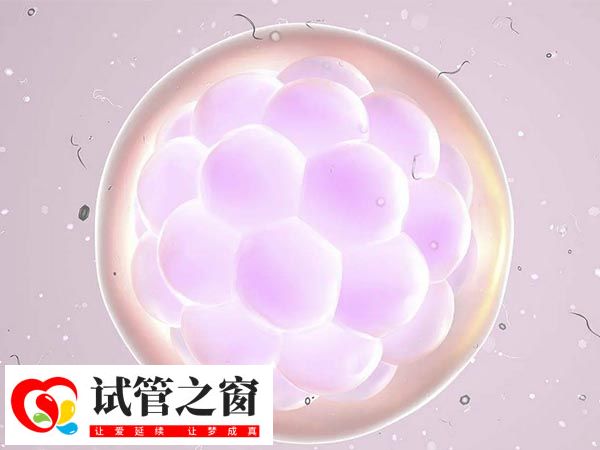 三天卵裂期胚胎細胞數(shù)量為6-10個