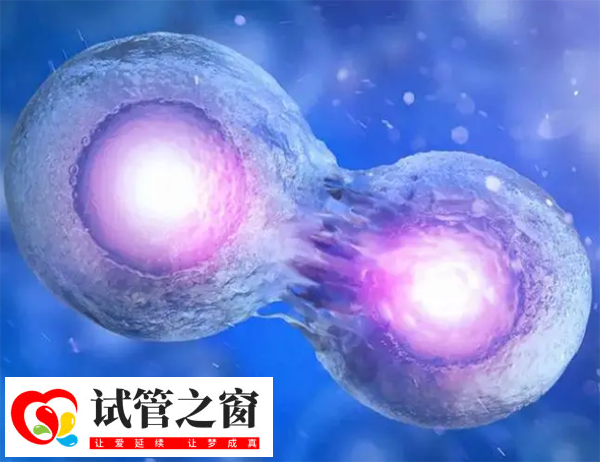 囊胚的發(fā)育階段有6個時期