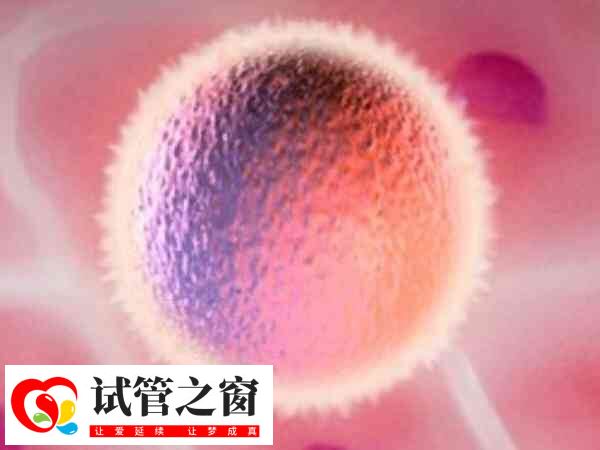 胚胎培養后就可以移植了