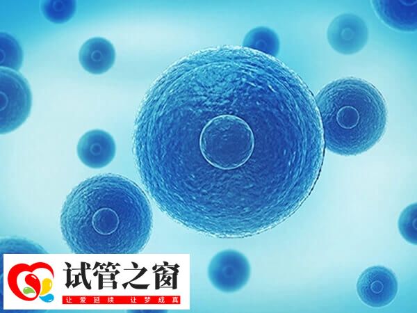 4bb囊胚已經具備了較好的發育潛力