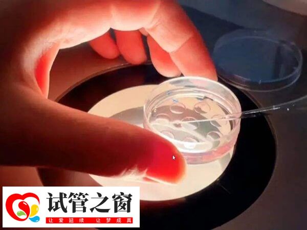移植4ca囊胚并不會(huì)降低成功率