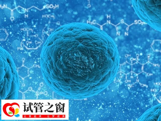 4AC胚胎滋養層細胞數量稀少