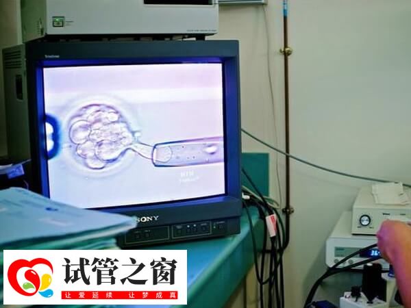 取卵后成功培育2個優質胚胎成功率約40%