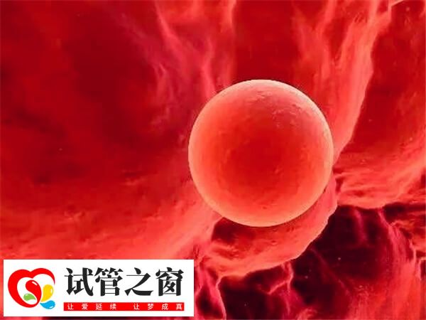囊胚質量不影響孩子健康