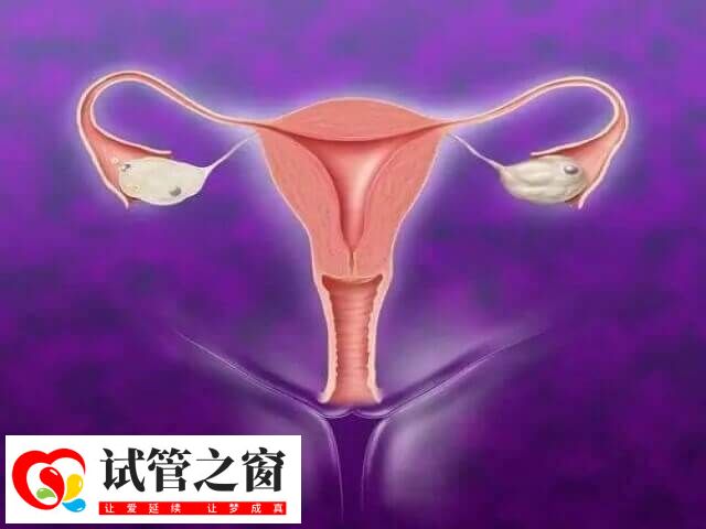 試管移植前調理子宮內膜是非常關鍵