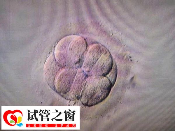 唐都醫(yī)院二次移植費(fèi)用多少取決于是否有凍胚
